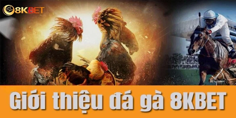 đá gà online tại KUBET